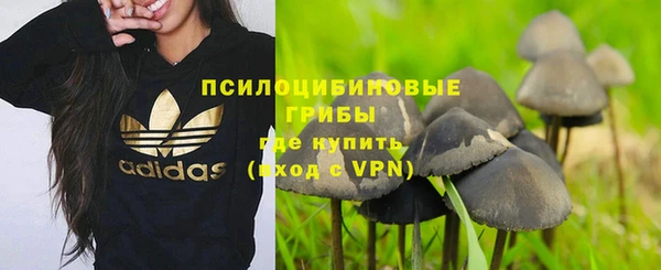 стаф Ельня